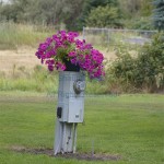 Flowers on meter