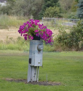 Flowers on meter