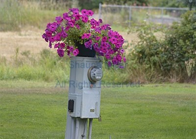 Flowers on meter
