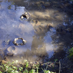 Muddy Crab Graveyard