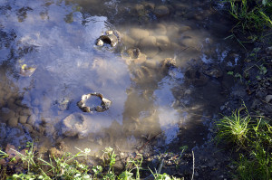 Muddy Crab Graveyard
