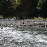 Dungeness River Rapids