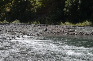 Dungeness River Rapids