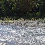 Dungeness River Rapids