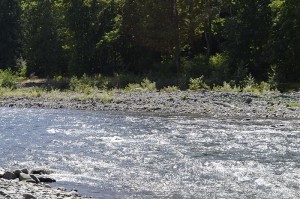 Dungeness River Rapids