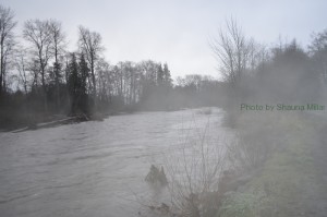 Fog over the high river