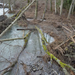 Dungeness River near Railroad Park Bridge