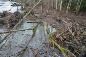 Dungeness River near Railroad Park Bridge