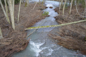 Dungeness River near Railroad Park Bridge