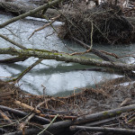 Smooth waters beneath the fallen logs