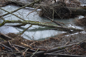 Smooth waters beneath the fallen logs
