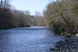 Small rapids on the river