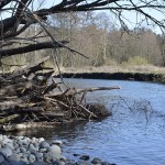Fallen branches create an interesting embankment