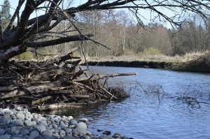 Fallen branches create an interesting embankment