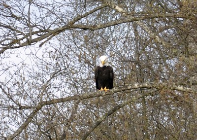 Eagle above the watching the river for fish