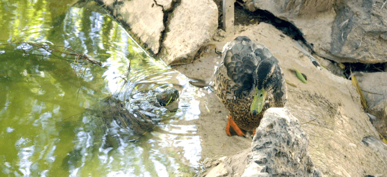 Turtle & Duck image by Shauna Millar