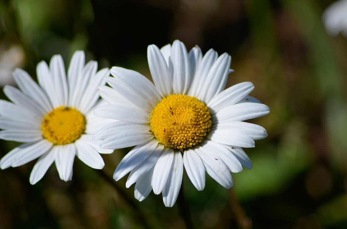 Give your "flowers" today.