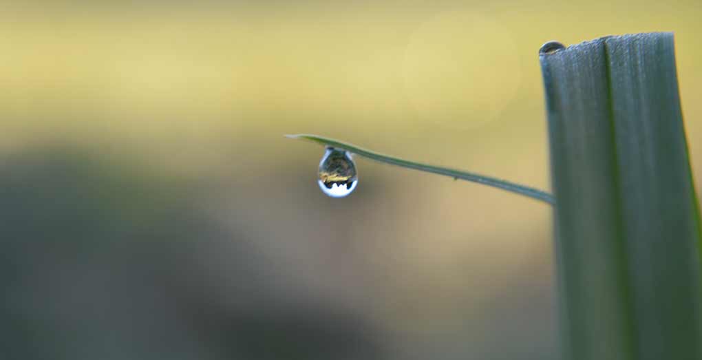 the world in a dew drop